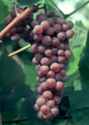 grape canadice vine plant