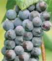 concord grape vine plant