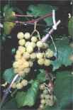 edelweiss grape vine plant