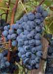 fredonia grape vine plant wine