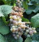 gerwurztraminer grape vine plant