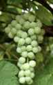 himrod grape vine plant