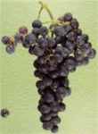 merlot grape vine plant