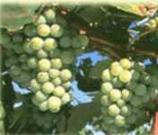 niagara grape vine plant