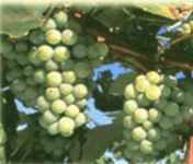 niagara grape vine plant