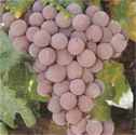 reliance grape red vine plant wine
