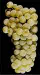 j reisling grape vine plant wine