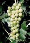 villard blanc grape vine plant wine