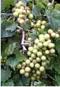 white muskat muscadine grape vine plant wine