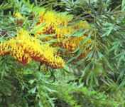 grevillea robusta silk oak tree seed