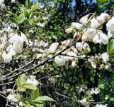 halesia carolina snowdrop tree seed