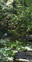 hamamelis virginiana common witchazel tree seed