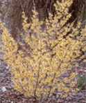 hamamelis intermedia arnolds promise tree 