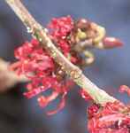 hamamelis intermedia diane tree 