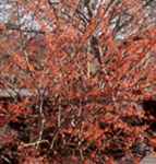 hamamelis intermedia jelene tree