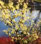 hamamelis intermedia sunburst tree