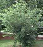 hamamelis vernalis vernal witchazel tree seed