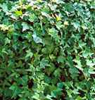 hedera helix english ivy seed plant