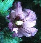 big sky hibiscus plant