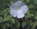 hibiscus coccineus blue river ii shrub plant