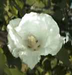 diana hibiscus syriacus tree shrub plant