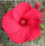 hibiscus coccineus fireball shrub plant