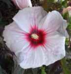 kopper king hibiscus coccineus shrub plant