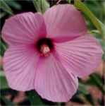 hibiscus lasiocarpus shrub seed 