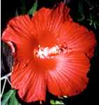 lord baltimore hibiscus coccineus shrub plant