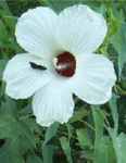 hibiscus militaris hibiscus shrub plant