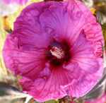 hibiscus plum crazy shrub plant