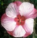 hibiscus coccineus turn of the century shrub plant