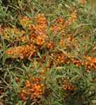 hippphae rhamnoides sea buckthorn tree seed