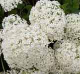 hydrangea arborescens annabelle shrub seed