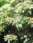 hydrangea anomala petolaris climbing vine \