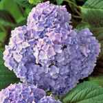 hydrangea macrophylla nikko blue shrub