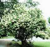 hydrangea paniculata pee gee shrub