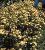 hypericum perforatum st johns wort seed plant