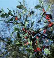 ilex aquifolium english holly tree seed