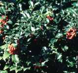 ilex meservae blue girl holly shrub plant