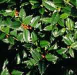 ilex quifolium cornuta mary nell holly tree plant