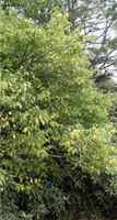 ilex montana mountain holly tree seed