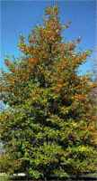 ilex opaca american holly tree seed