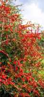 ilex vomitoria yaupon holly tree seed