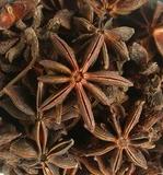 illicium verum star anise seed plant