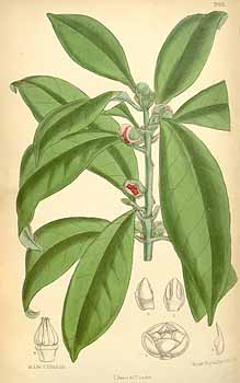illicium verum star anise sketch plant seed