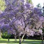 jacaranda mimosifolia acutifolia seed plant