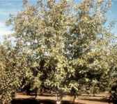 juglans cinerea butternut tree seed