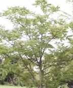 juglans mandshurica manchurian walnut seed tree