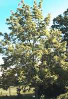 juglans nigra black walnut tree seed